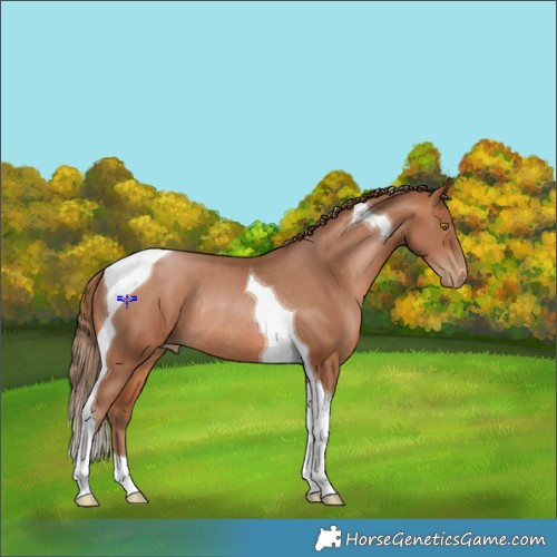 Horse Color:Brown Pearl Tobiano Rabicano 