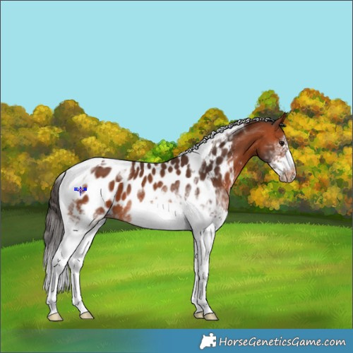 Horse Color:White Spotted Bay Tobiano Frame Near Leopard 