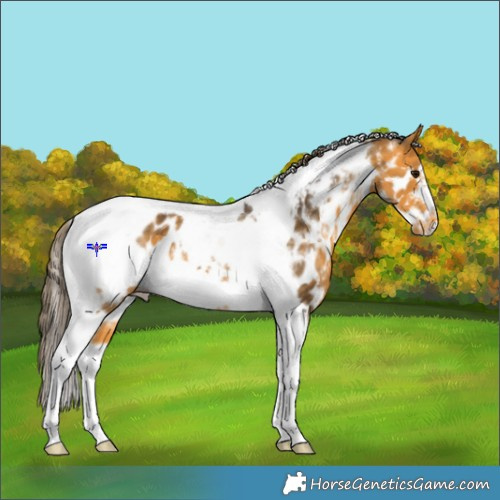 Horse Color:White Spotted Buckskin Tobiano Frame Appaloosa 
