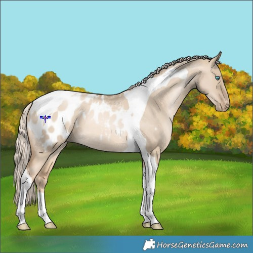 Horse Color:Chocolate Palomino Pearl Dun Tobiano Blanket 