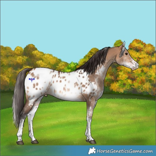 Horse Color:White Spotted Bay Dun Near Leopard Rabicano 