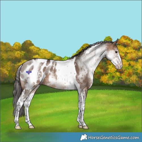 Horse Color:White Spotted Brown Dun Tobiano Blanket Rabicano 