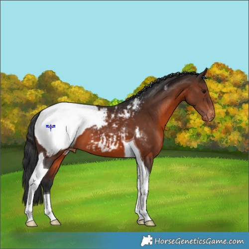 Horse Color:Brown Tobiano Snowcap 