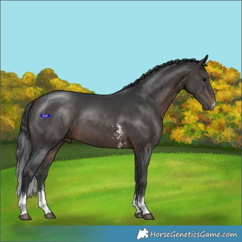 Horse Color:Brown Sabino 