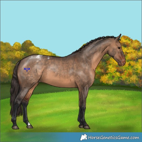 Horse Color:Brown Dun Varnish 