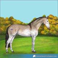 Horse Color:White Spotted Bay Dun 
