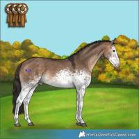 Horse Color:White Spotted Bay Dun 