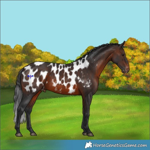 Horse Color:Brown Appaloosa 
