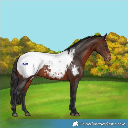 Horse Color:Brown Appaloosa 