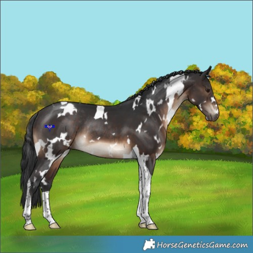 Horse Color:White Spotted Brown Tobiano Rabicano 
