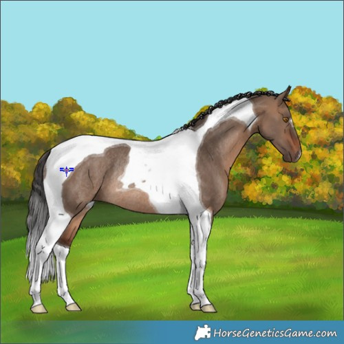 Horse Color:Brown Dun Tobiano Rabicano 