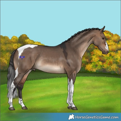 Horse Color:Brown Dun Tobiano Rabicano 