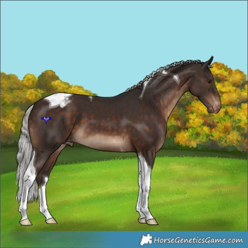 Horse Color:Silver Brown Tobiano Varnish 