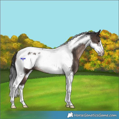 Horse Color:Brown Tobiano Frame 