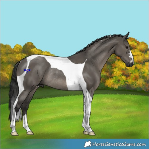 Horse Color:Gray Grullo Tobiano Rabicano 