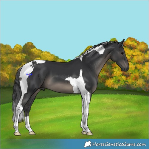 Horse Color:Black Tobiano 