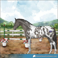 Horse Color:Grullo Tobiano Appaloosa Rabicano