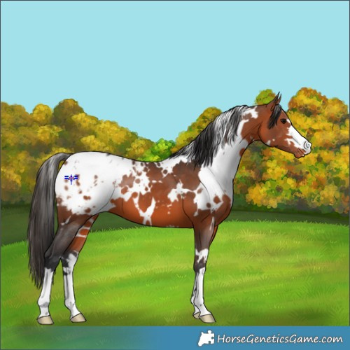 Horse Color:White Spotted Bay Blanket 