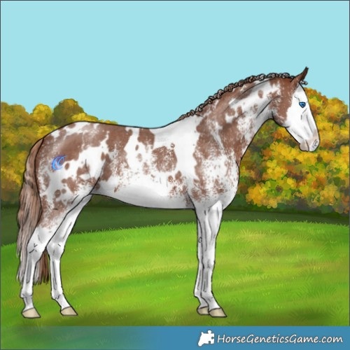 Horse Color:White Spotted Chestnut Splash 