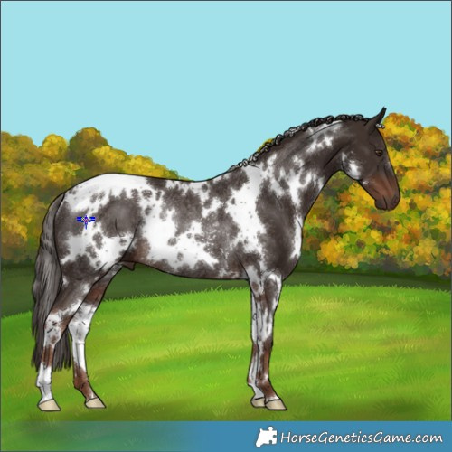 Horse Color:White Spotted Liver Chestnut Rabicano 