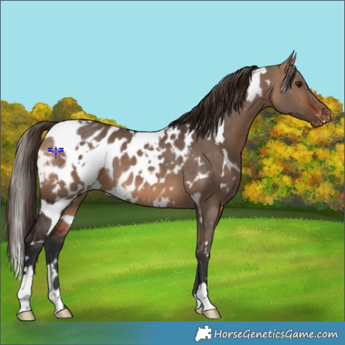 Horse Color:White Spotted Bay Dun Appaloosa 