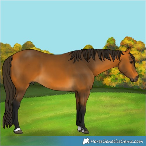 Horse Color:Gray Buckskin 
