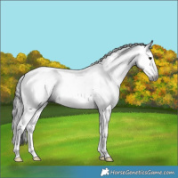 Horse Color:Gray Black Splash Tobiano 