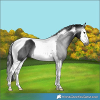 Horse Color:Gray Black Splash Tobiano