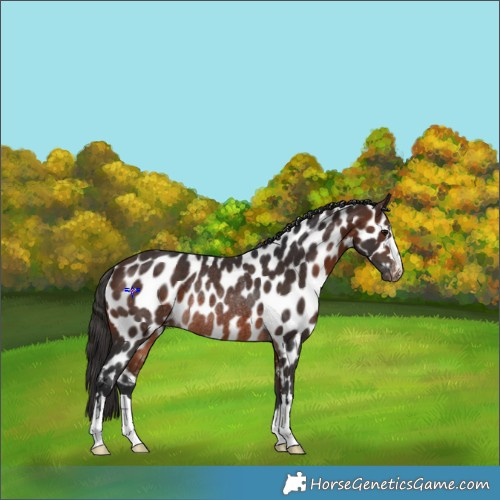 Horse Color:Brown Appaloosa Rabicano 