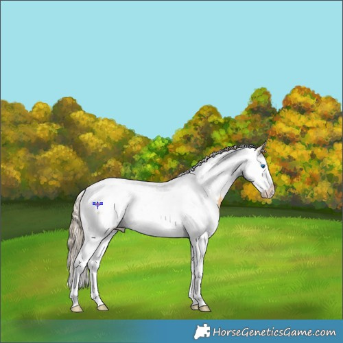 Horse Color:Chocolate Palomino Dun Sabino Splash Appaloosa Rabicano 