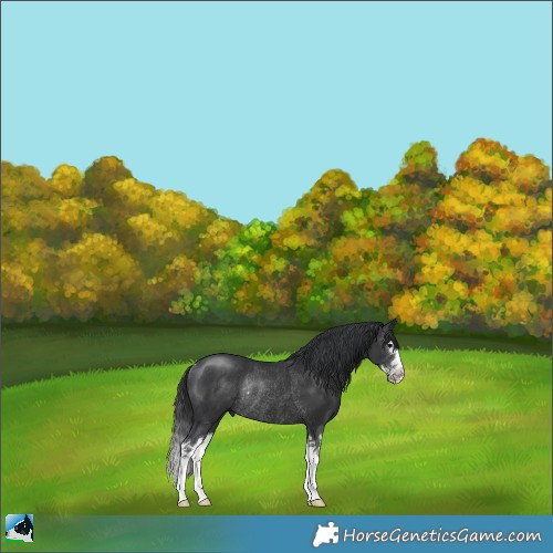 Horse Color:Black Sabino Splash Rabicano 