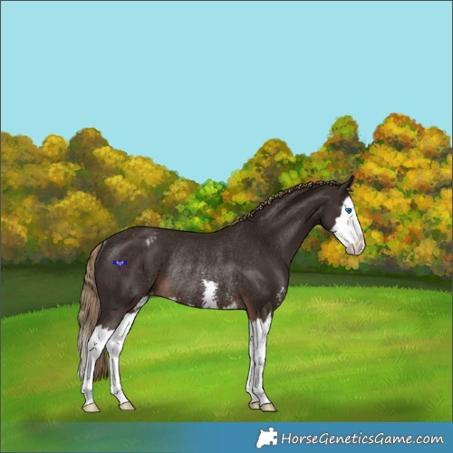 Horse Color:Liver Chestnut Sabino Splash Appaloosa Rabicano 