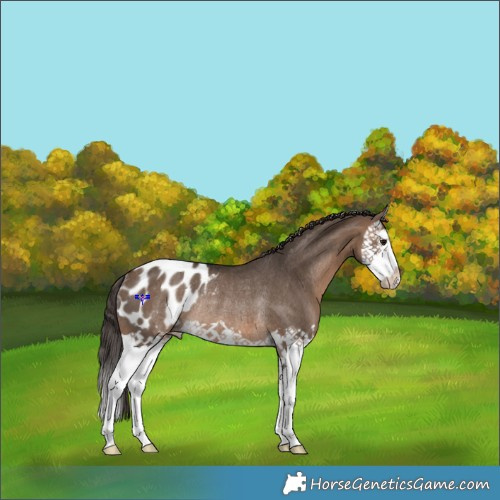Horse Color:Brown Dun Splash Appaloosa Rabicano 