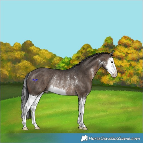 Horse Color:Brown Dun Sabino Splash Rabicano 