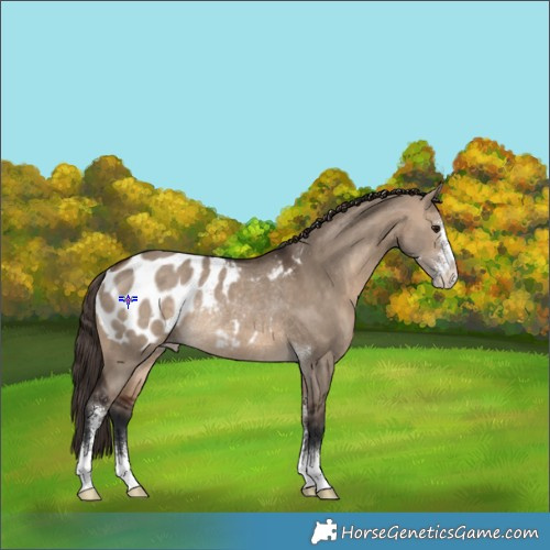 Horse Color:Brown Dun Sabino Appaloosa Rabicano 