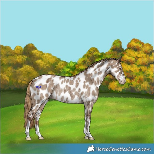 Horse Color:Liver Red Dun Sabino Appaloosa Rabicano Brindle 