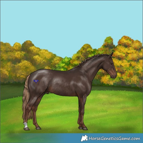 Horse Color:Liver Chestnut Rabicano 