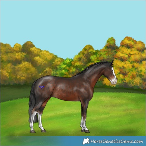 Horse Color:White Spotted Liver Chestnut Splash Rabicano 