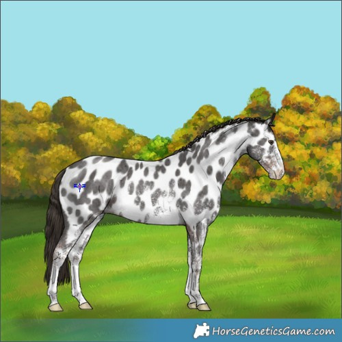 Horse Color:White Spotted Liver Chestnut Appaloosa Rabicano 