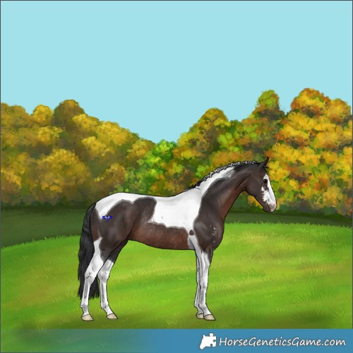 Horse Color:Brown Sabino Tobiano Rabicano 