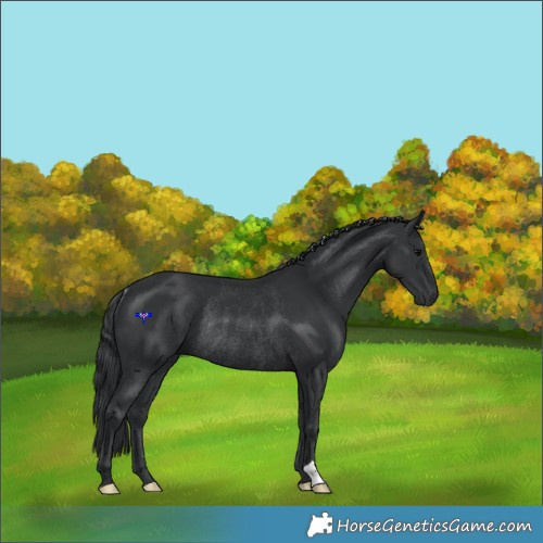 Horse Color:Black Rabicano 