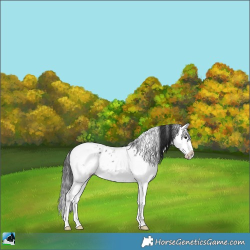 Horse Color:Brown Sabino Splash Appaloosa Rabicano 