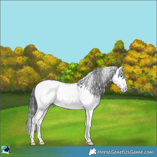 Horse Color:Black Sabino Splash Rabicano 