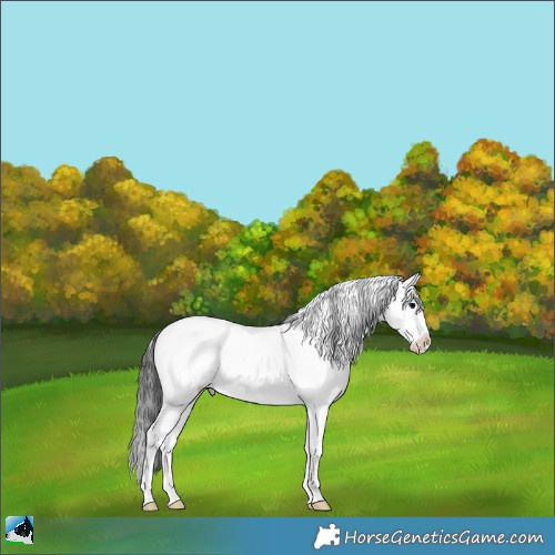 Horse Color:Blue Onyx Sabino Appaloosa Rabicano 