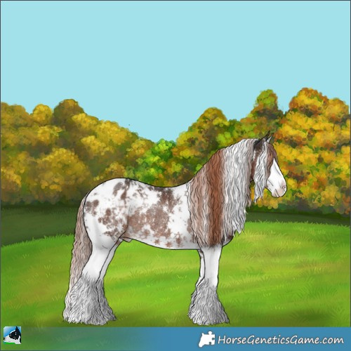 Horse Color:White Spotted Liver Chestnut Splash Appaloosa Rabicano 