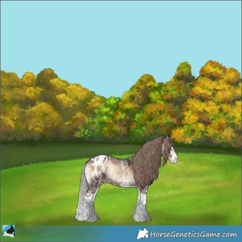 Horse Color:Liver Red Onyx Sabino Splash Appaloosa Rabicano 