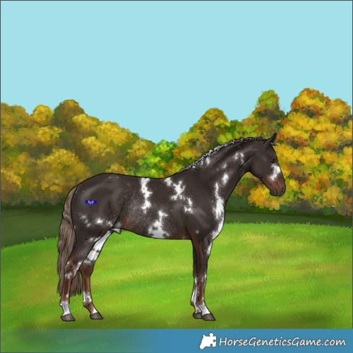 Horse Color:White Spotted Liver Chestnut Rabicano 