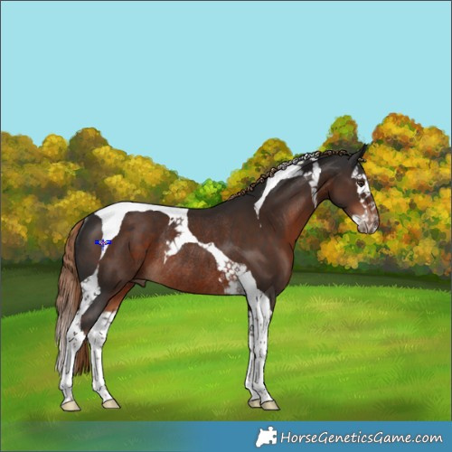 Horse Color:Liver Chestnut Splash Tobiano Rabicano 