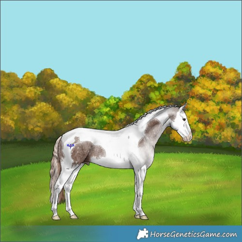 Horse Color:Liver Chestnut Sabino Splash Tobiano Rabicano 