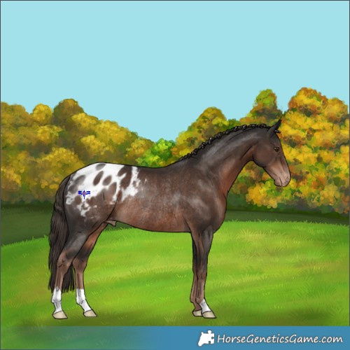 Horse Color:Liver Chestnut Appaloosa Rabicano 